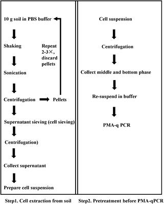 An Optimized Method to Assess Viable Escherichia coli O157:H7 in Agricultural Soil Using Combined Propidium Monoazide Staining and Quantitative PCR